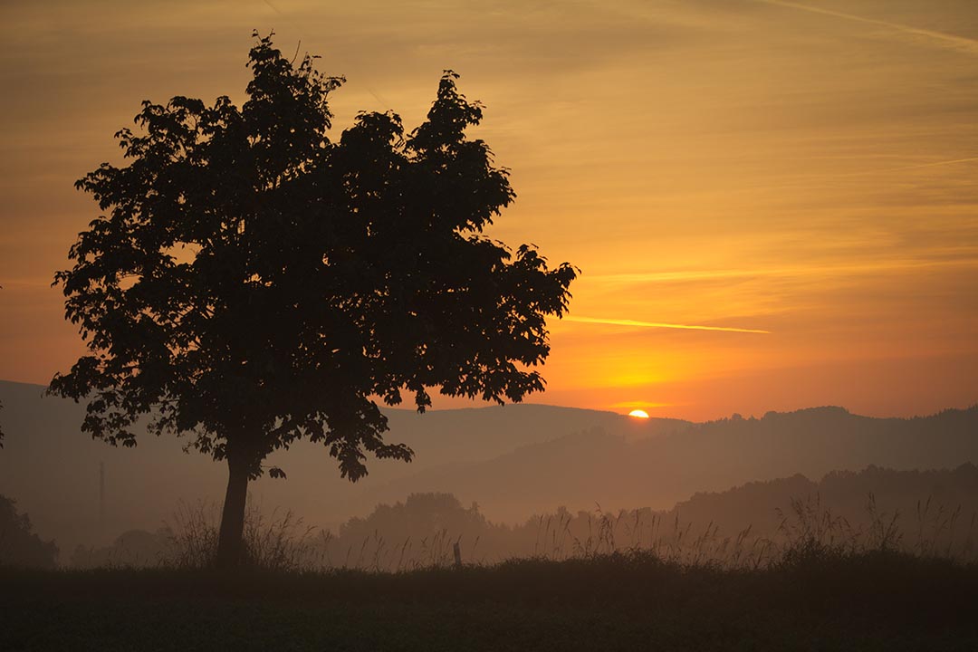 Dramatic Sky At Sunrise And Tree Solitary Stock Image   Image Of Autumn