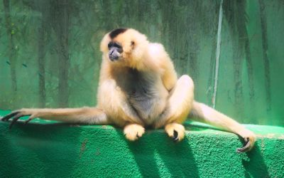 Gibbon Monkey With Long Hands Enjoy Sunshine