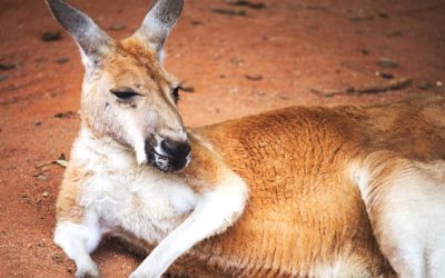 Laid Back Kangaroo Rest on Side