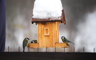 Three Little Birds Around The Birdhouse