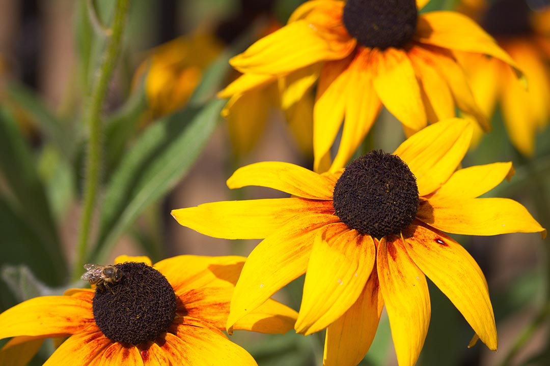 Yellow Flowers And Bee