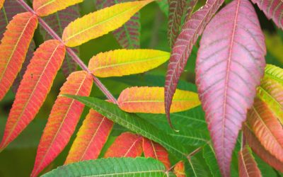 Autumn Colorful Leaves On Tree Branch