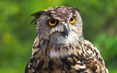 Beautiful Eagle Owl Close Up