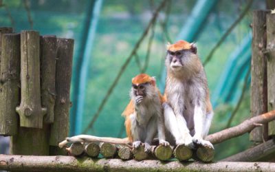 Family Of Monkeys In The Forest