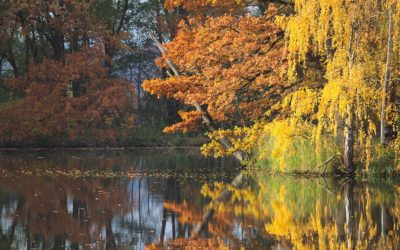 Island With Beautiful Autumn Trees Reflected In Water