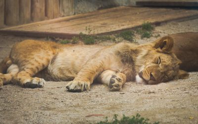 Sleeping Young Lion On The Ground