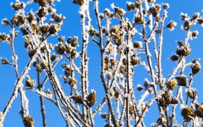 Small Withered Plant Under White Snow Against Blue Sky