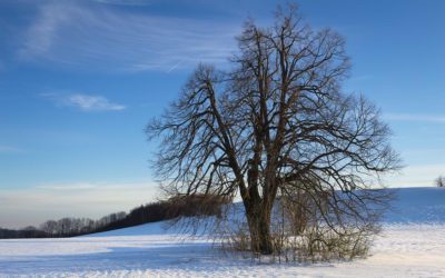 Solitary Tree On The Winter Plain With Cloudy Blue Sky