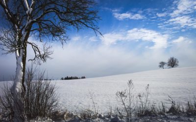 Trees On The Winter Plain With Cloudy Blue Sky