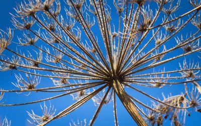 Withered Plant Under White Snow Against Blue Sky