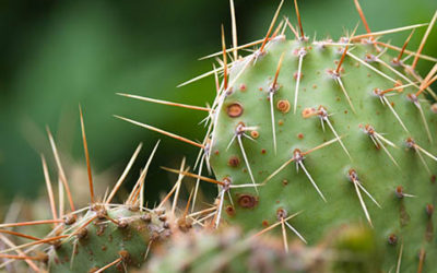 Close Up Of Cactus On Green Background