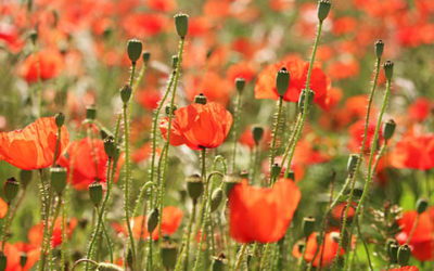 Field Of Red Poppies Close Up