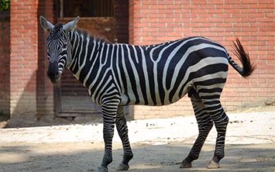 Side View Of Zebra Against Red Brick Wall