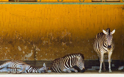 Three Zebra Sleeping Lying And Standing In ZOO