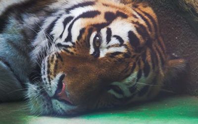 Tiger Laying On The Ground Close Up