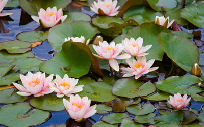 Beautiful Blooming White Water Lilies With Green Leaves