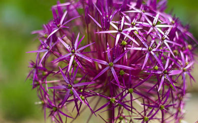 Beautiful Globular Purple Flowers Head Close Up