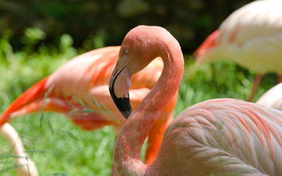 Beautiful Pink Flamingo Close Up