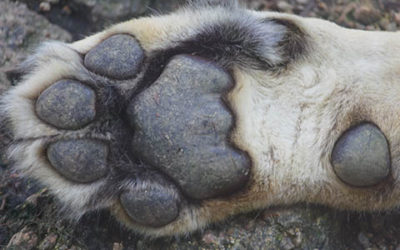 Big Lion Paw Close Up