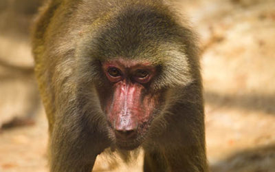 Close Up Of A Baboon Monkey In The Zoo