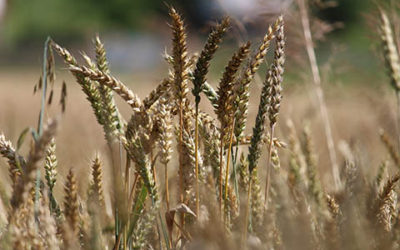 Grain Field In The Summer Close Up