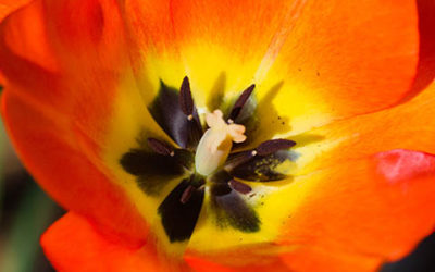 Inside A Red And Yellow Tulip Close Up