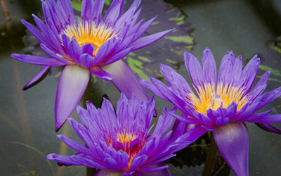 Three Beautiful Purple Water Lilies Close Up