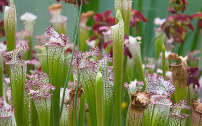 Sarraceniaceae – Detail Of Carnivorous Plant