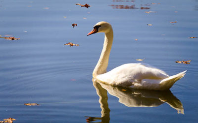 White Beautiful Swan Swimming Alone On Lake