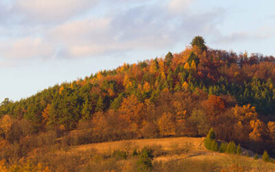 Autumn Colored Trees On The Hill