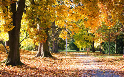 Autumn Landscape Of Sunny Autumn Park