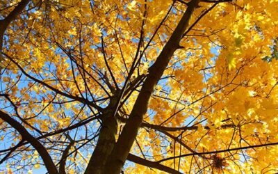 Autumn Tree From Bellow