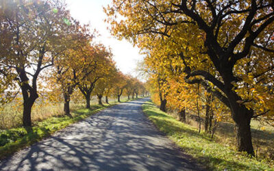 Autumn View Of A Road Surrounded By Trees With Sun Rays