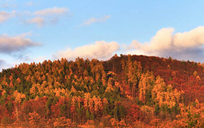 Beautiful Autumn Colored Trees On The Hill