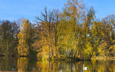 Island With Autumn Trees Reflected In Water With Swan