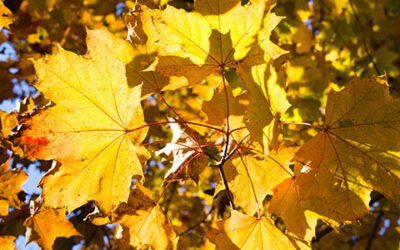 Sun Shining On Autumn Leaves Close Up